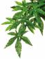 Preview: Exo Terra Rainforest Hanging Plants Abuliton